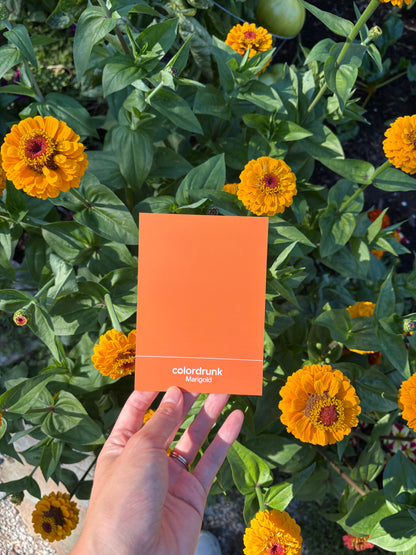 Color Card Deck