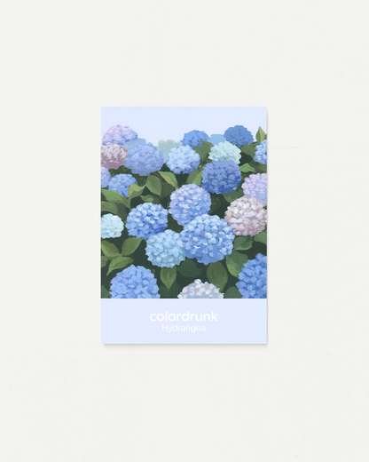 Hydrangea